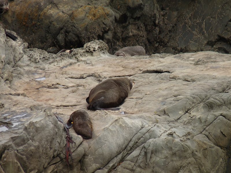 Southern fur seals