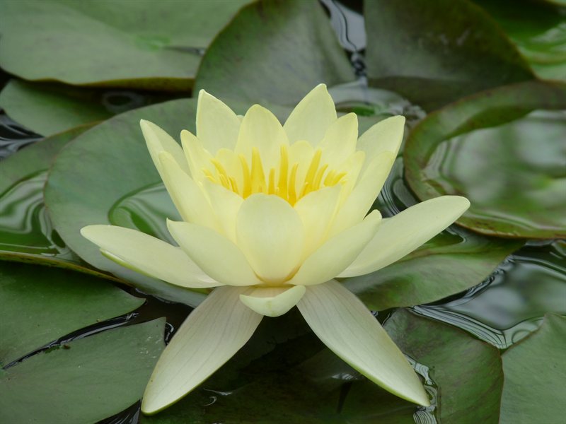 Waterlily