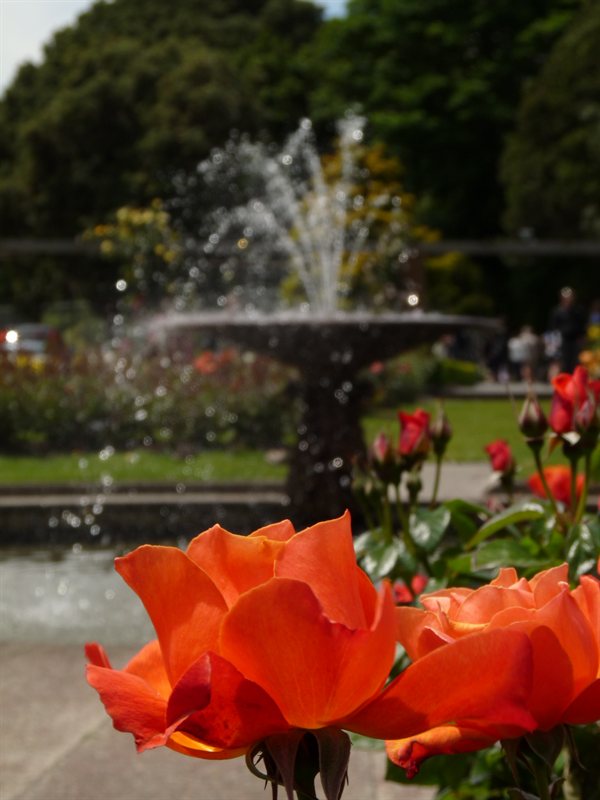Lady Norwood Rose Garden