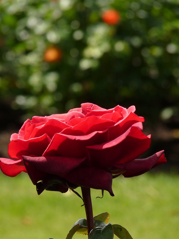 Lady Norwood Rose Garden