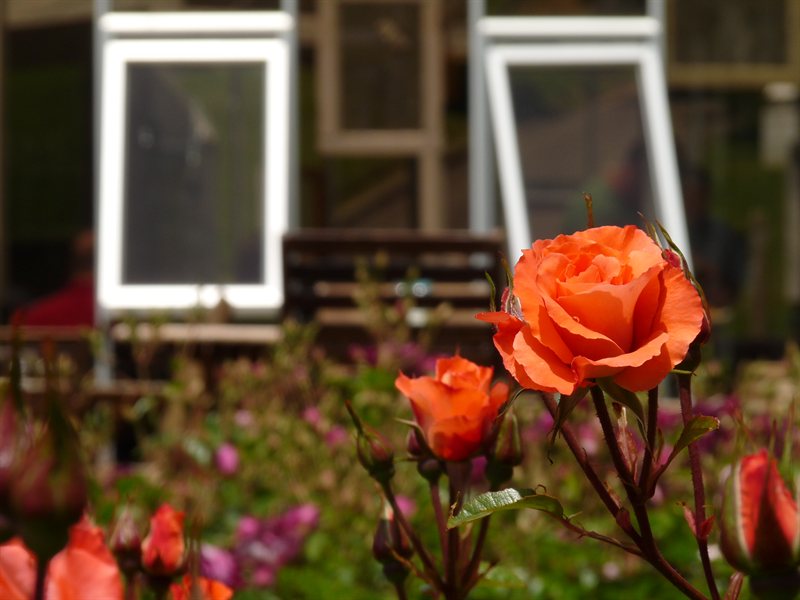 Lady Norwood Rose Garden