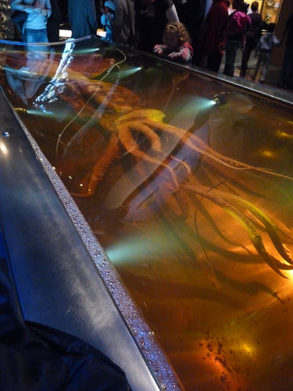 Giant Squid at Te Papa