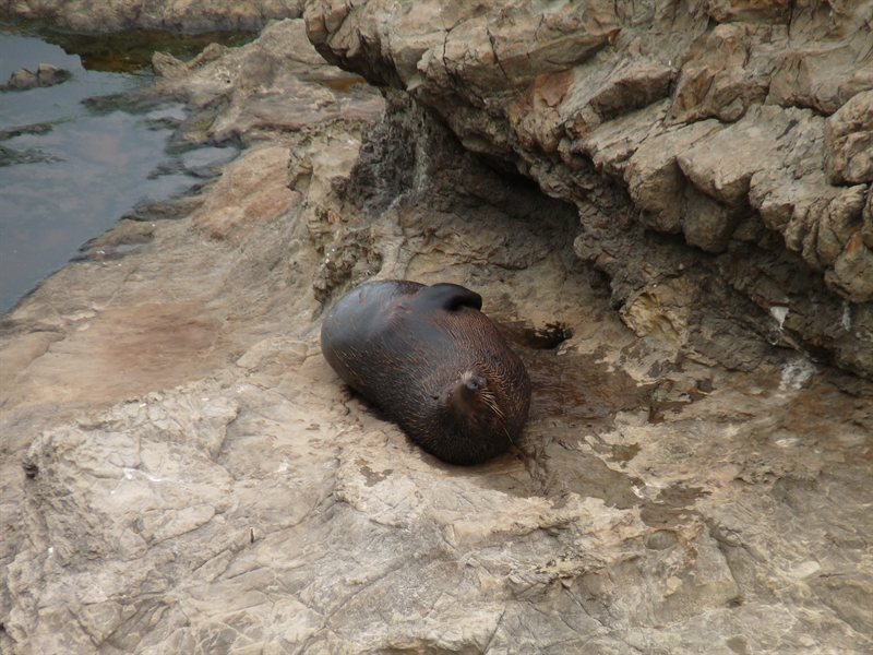 Southern fur seal