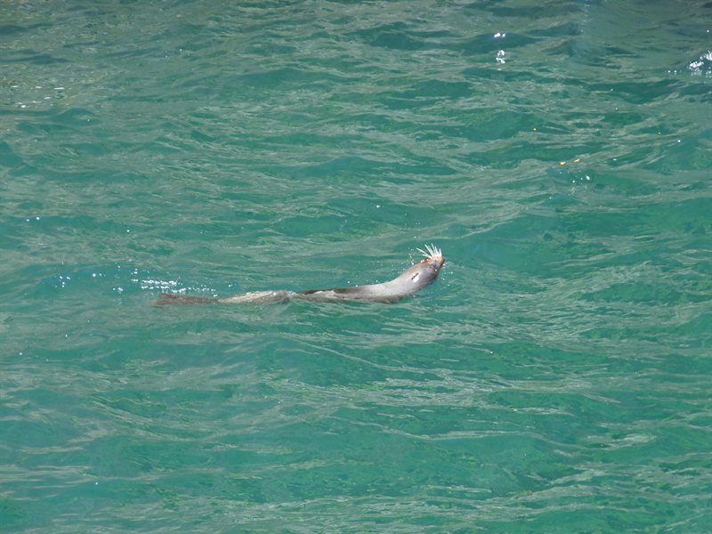 Seal in Milford Sound