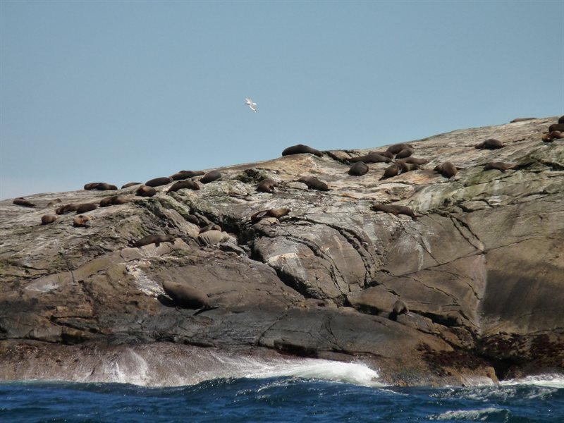 The seals lazing on a rock at the entrance to Doubtful Sound