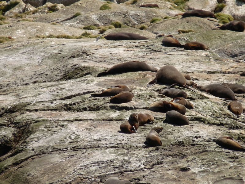 The seals lazing on a rock at the entrance to Doubtful Sound