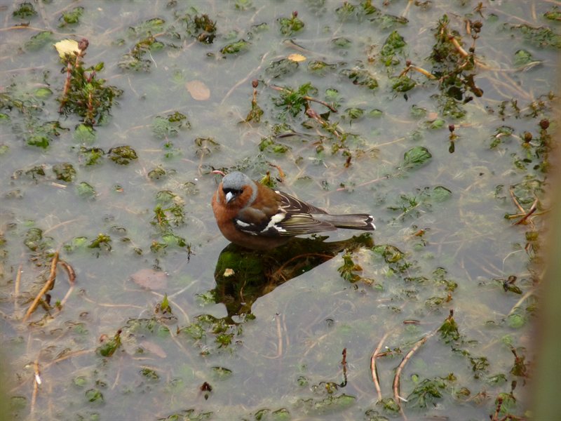Chaffinch balancing on the weeds at Mirror Lakes