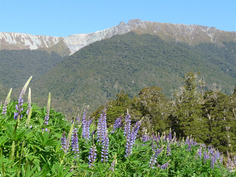 Lupins and mountains at Deer Flat