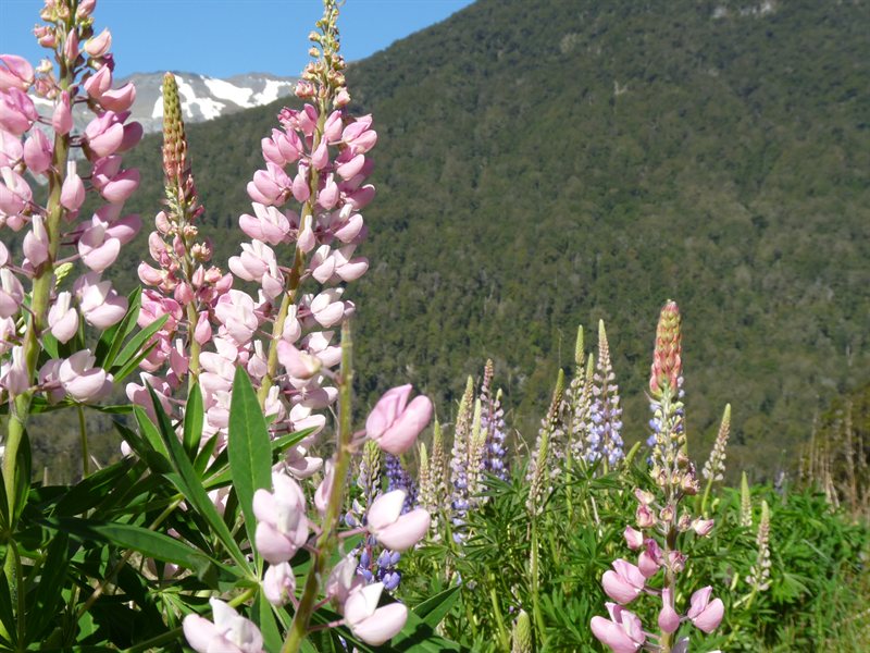Lupins and mountains at Deer Flat