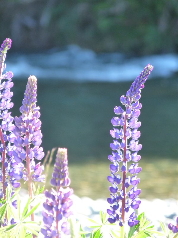 Lupins at Deer Flat
