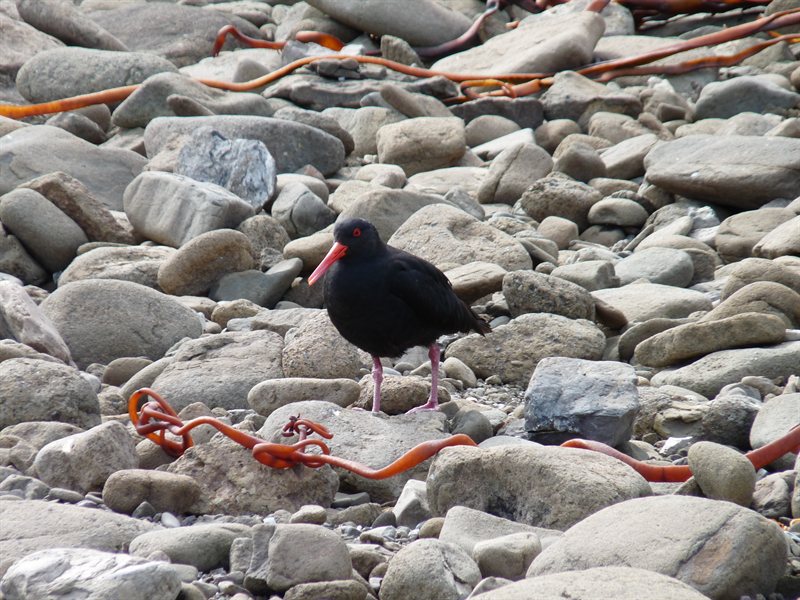 Very noisy bird on the beach - not a penguin