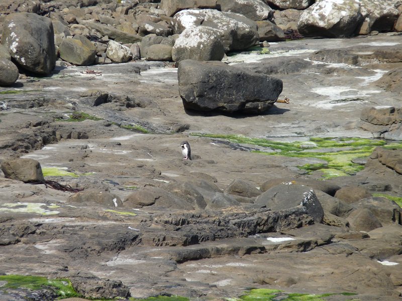 Rare yellow-eyed penguin