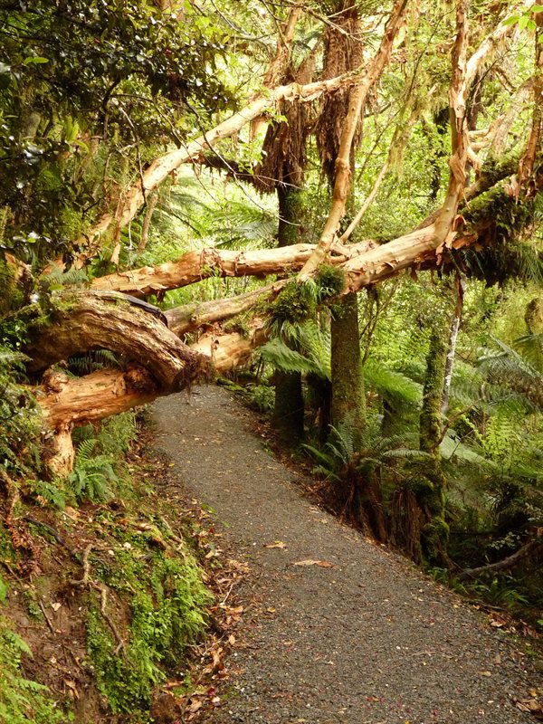 Walk to McLean Falls