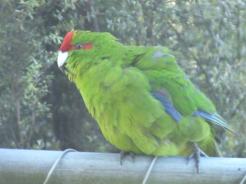 Kakariki - red crowned parakeet