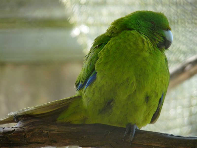 Antipodes Island Parakeet