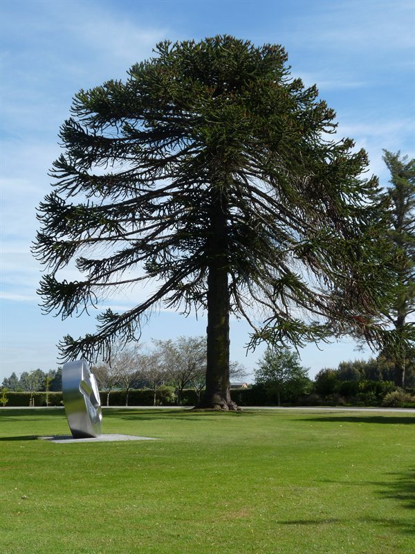 70-year old Monkey Puzzle tree
