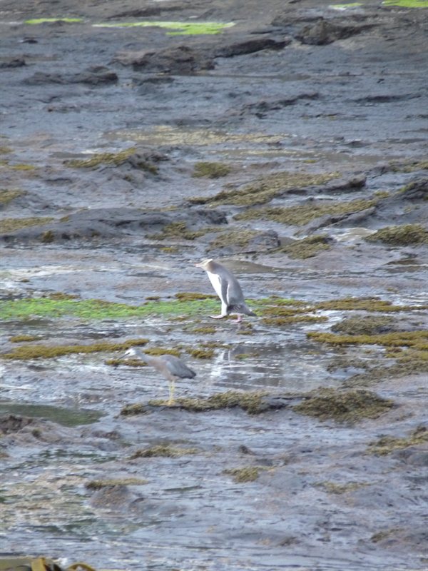 Yellow-eyed Penguin and a wading bird