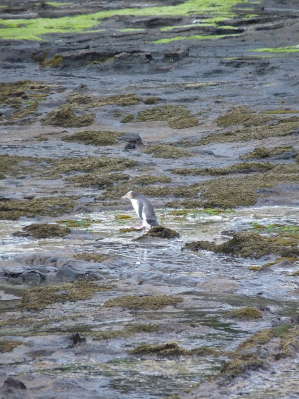 Yellow-eyed penguin