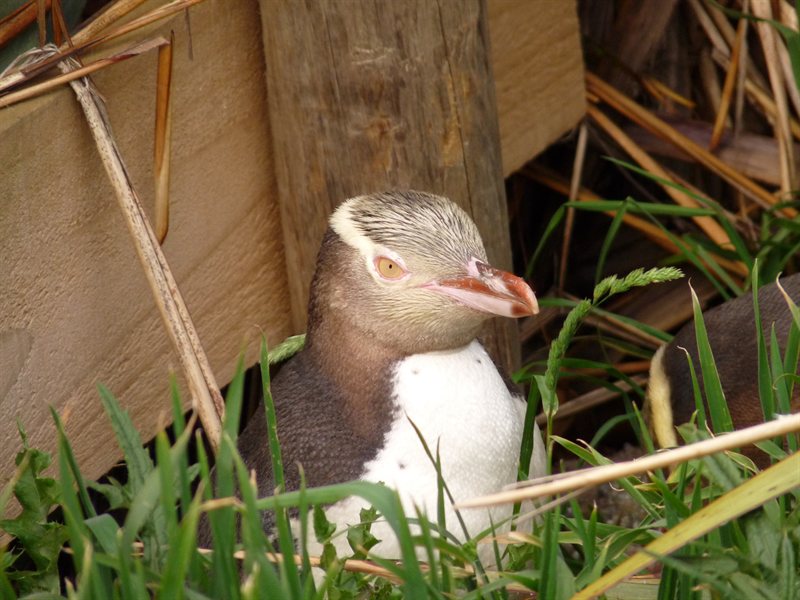 Yellow-eyed penguins