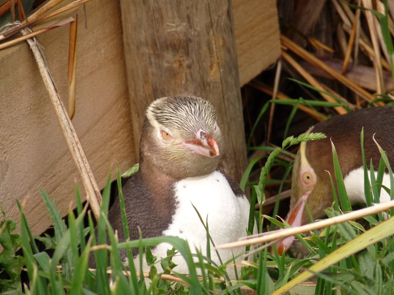 Yellow-eyed penguins