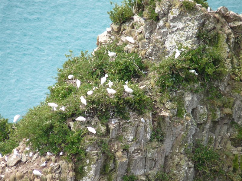 White Herons at Nugget Point