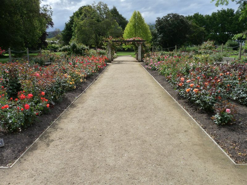 The rose garden at Dunedin's Botanic Gardens