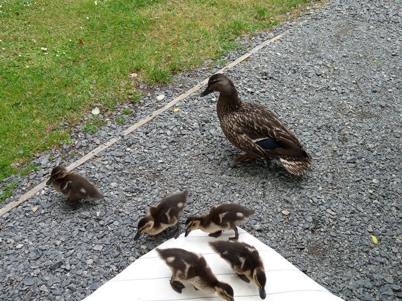 Duck and ducklings at the Dunedin Holiday Park
