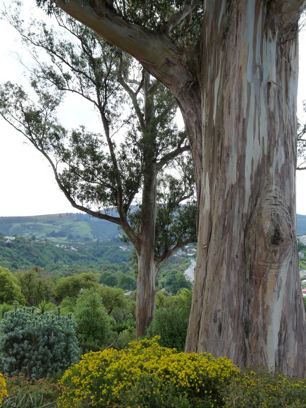 150 year old gum tree