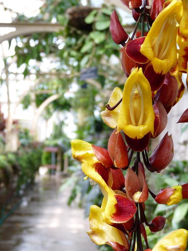 Tropical plants at the botanic gardens