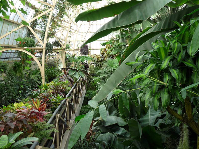 The greenhouse at the botanic gardens