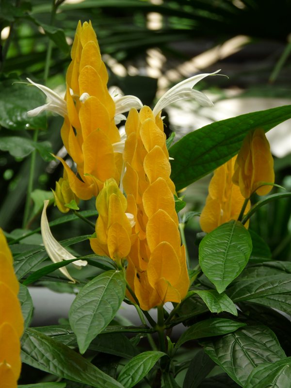 Tropical plants at the botanic gardens