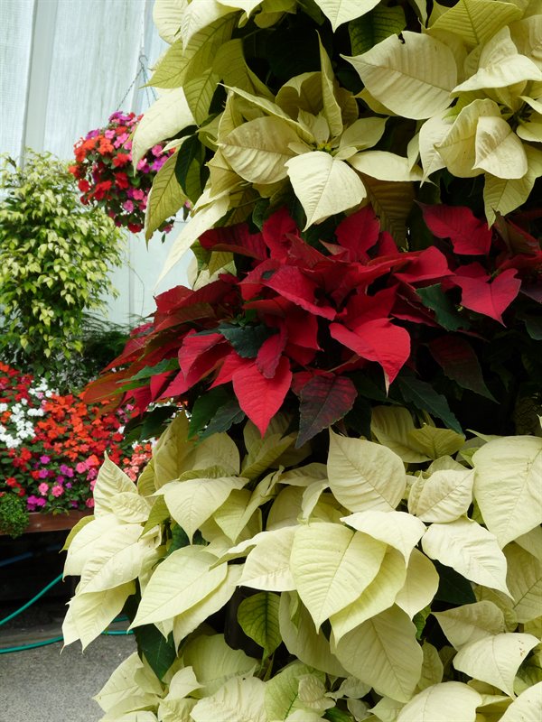 Pointsetta display at the botanic gardens