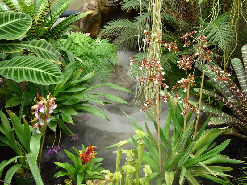 Tropical plants in the greenhouse