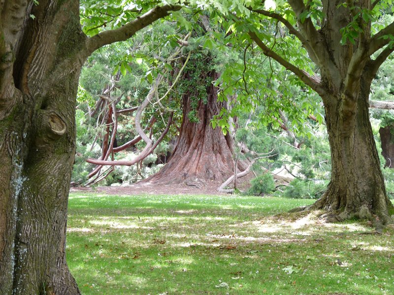 Massive tree trunk in the botanic gardens