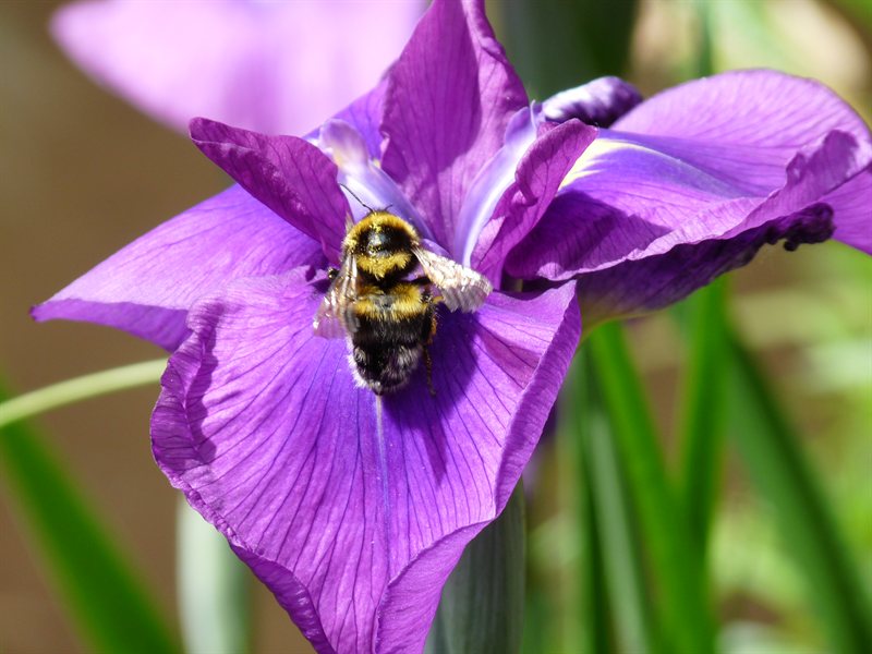 Bumbly bee in the botanic gardens