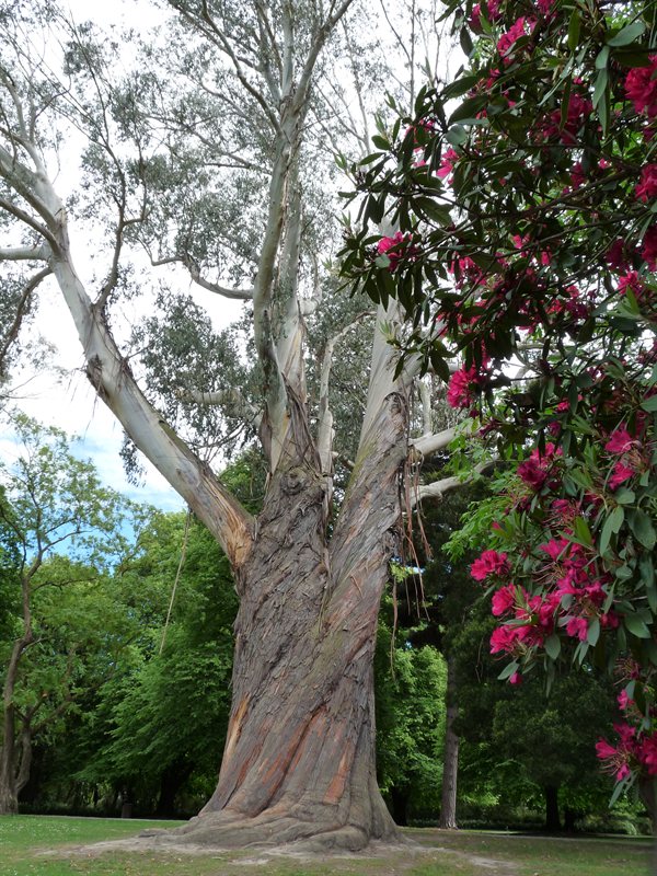 Gum tree in the botanic gardens
