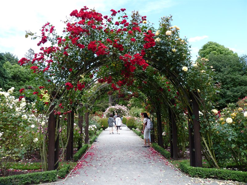 Rose garden at the botanic garden