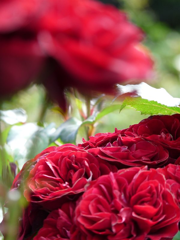Rose garden at the botanic garden