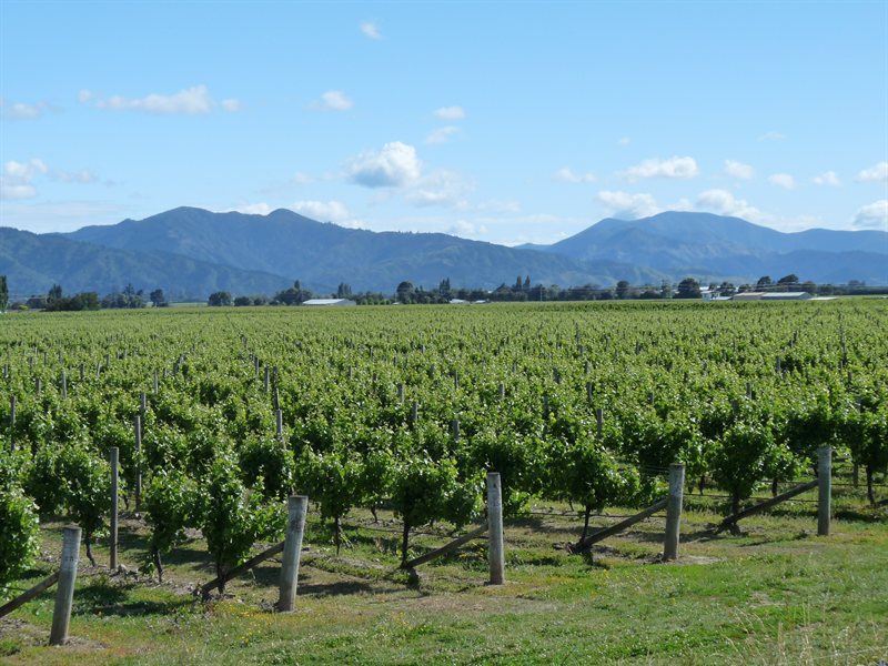 Blenheim vineyards