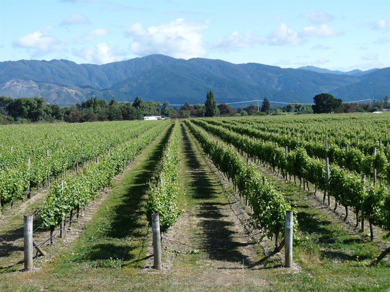 Blenheim vineyards