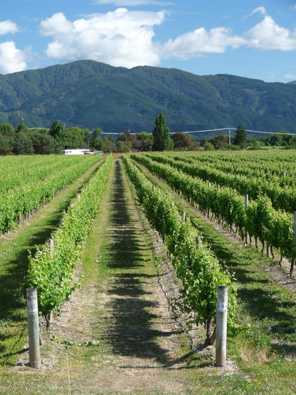 Blenheim vineyards