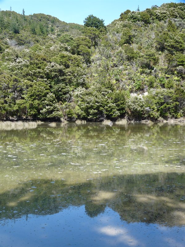 Reflections on an estuary near Awaroa Lodge