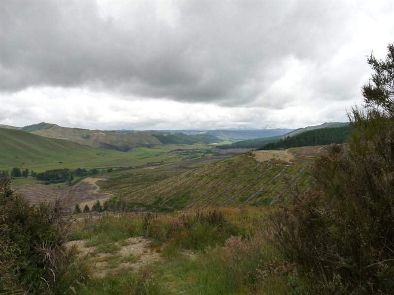 Forests on the way to Nelson Lakes