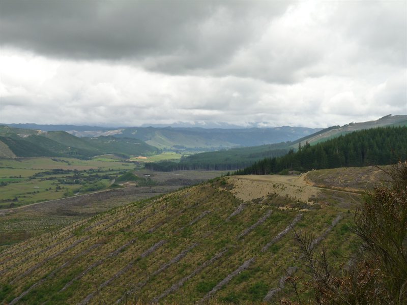 Forests on the way to Nelson Lakes