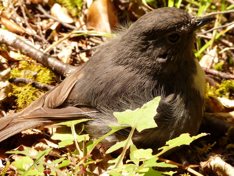 A bush robin