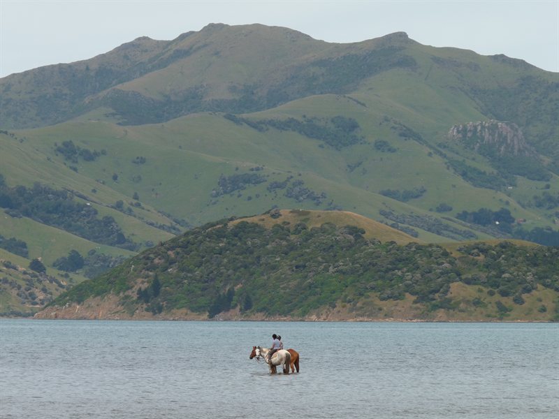 Horses in the sea by Barry's Bay
