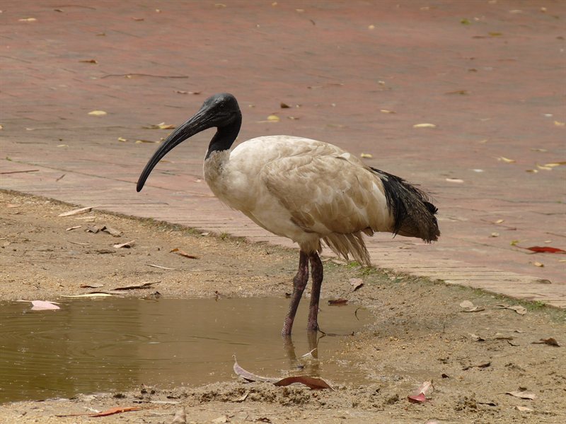 An Ibis at Darling Harbour