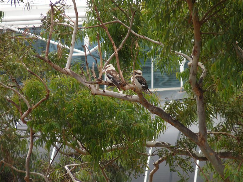 Kookaburras at Circular Quay