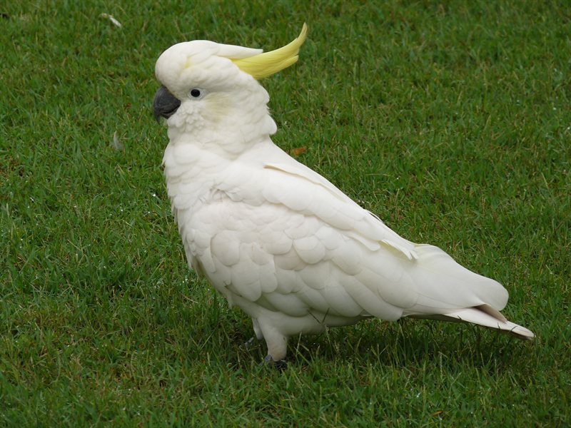 Cockatoo