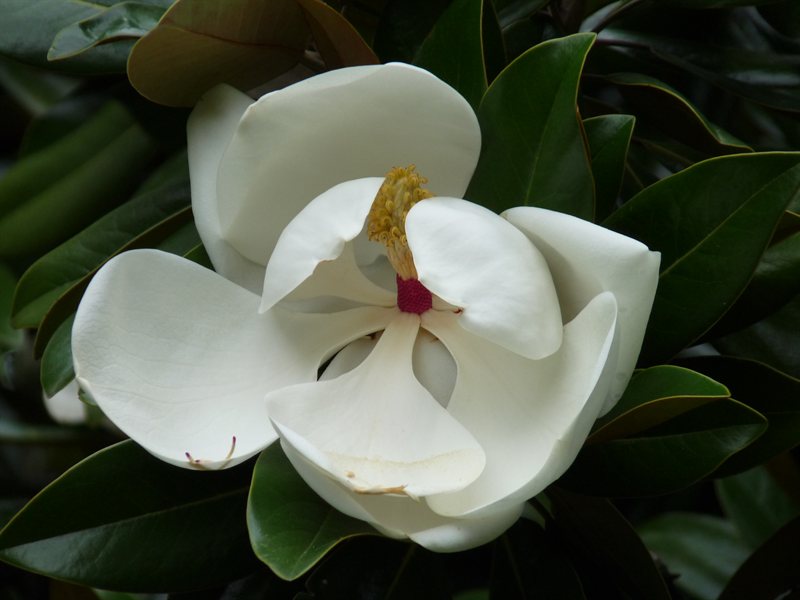 Magnolia flower in the Botanic Gardens
